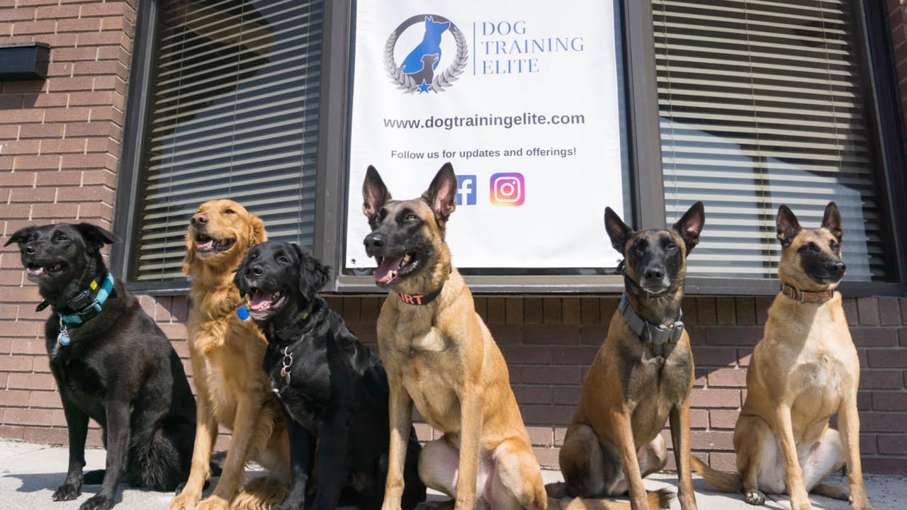 New Year, New Dog: Dog Training Elite Fixes Problem Behaviors