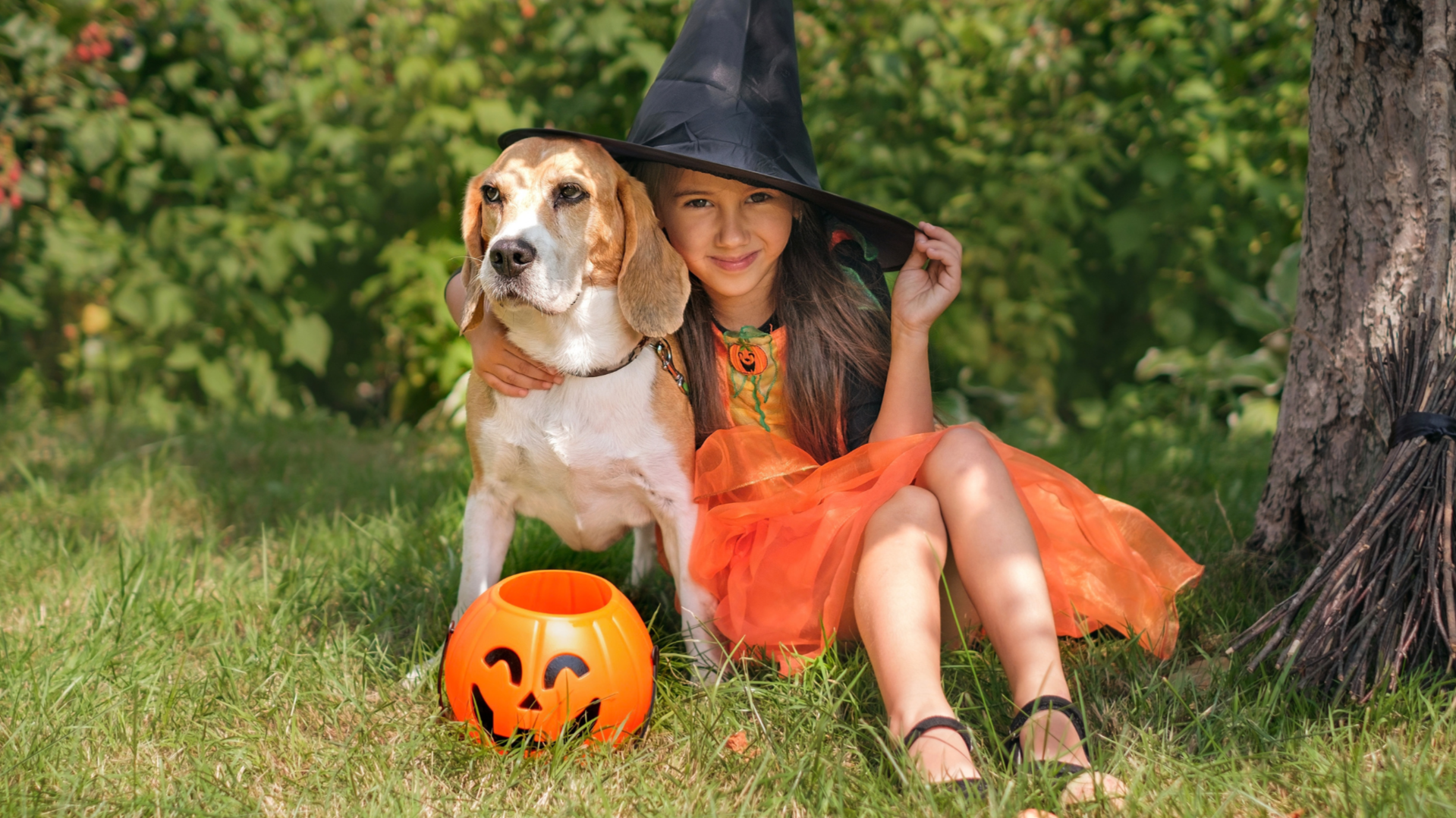 Halloween Isn't Dog Training: Why Trainers Say the Holiday Can Make Fear Worse