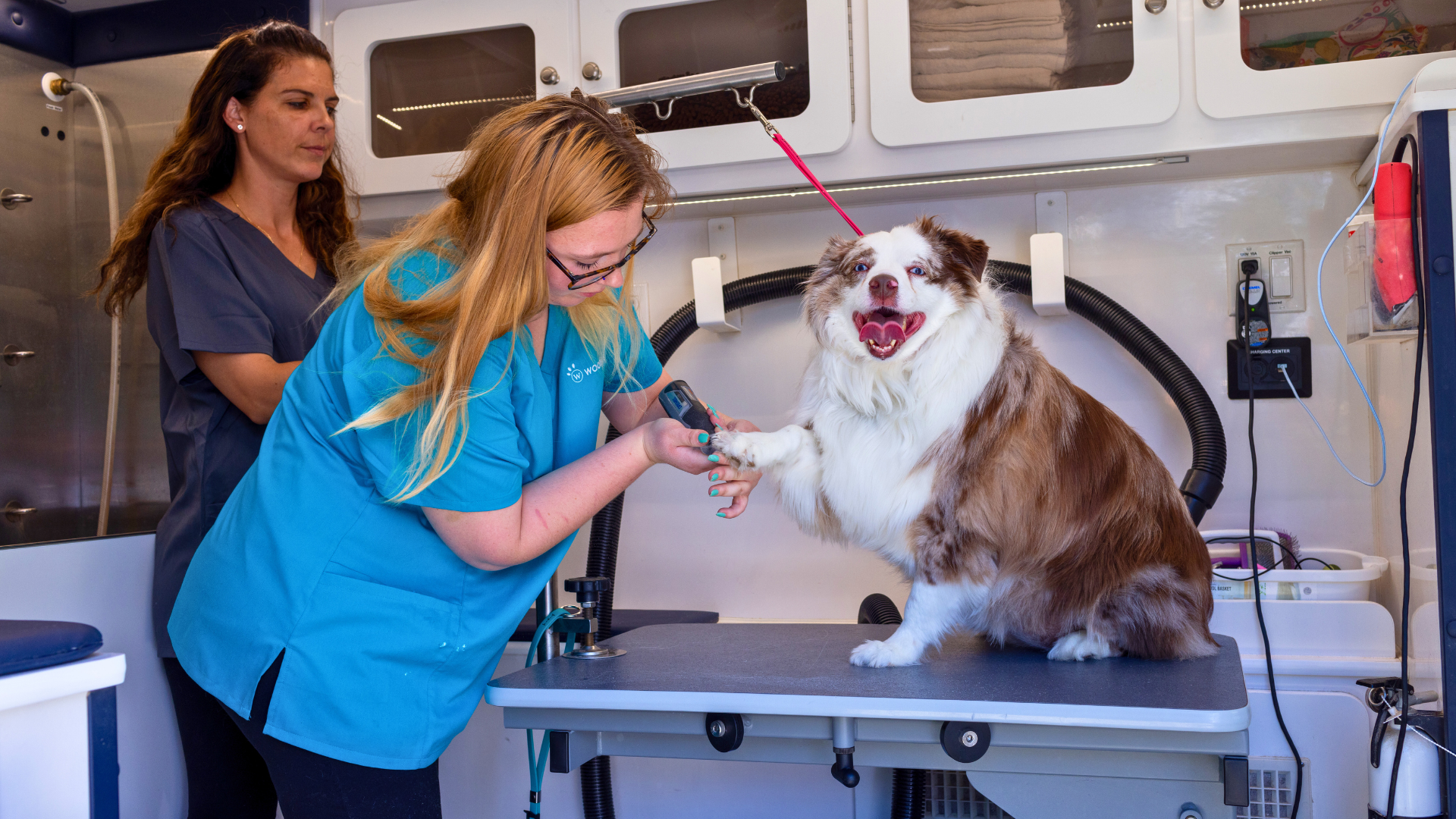 image of woofies franchise, the Full-Service Pet Care Franchise for Modern Pet Parents