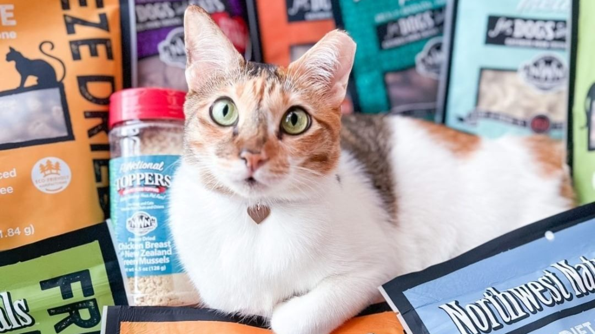 Photo of cat and Pet Wants products